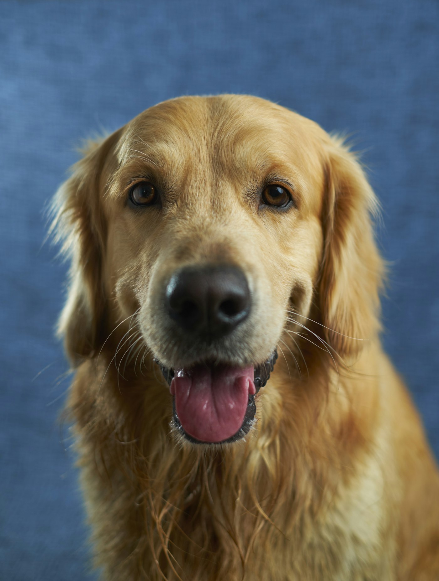 Gentle, attentive care for an individual hound